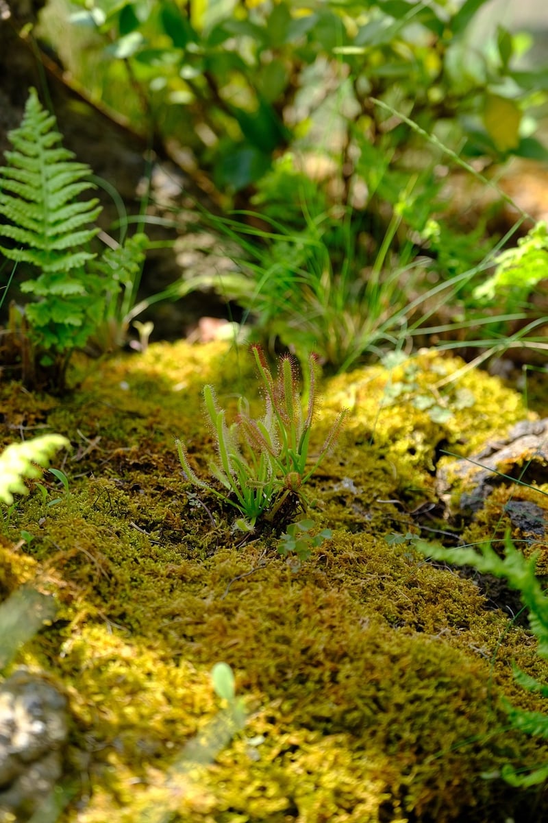 Hanging Glass Terrarium